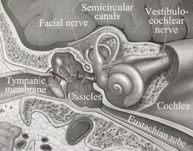 Ear diagram