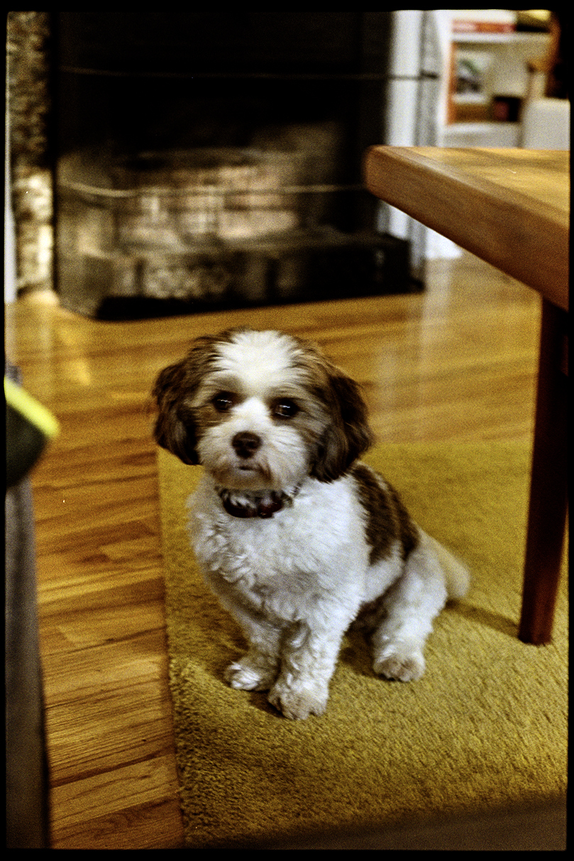Annie sitting in front of the fireplace