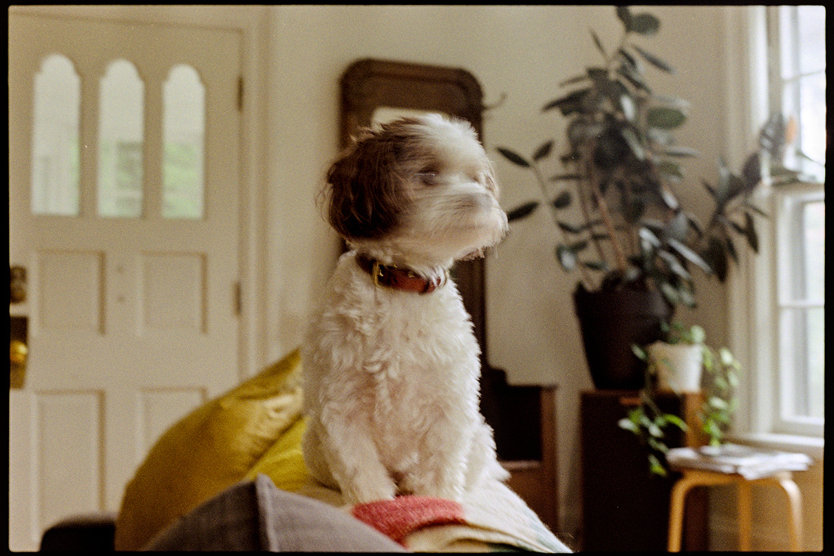 Annie on top of the couch with motion blur