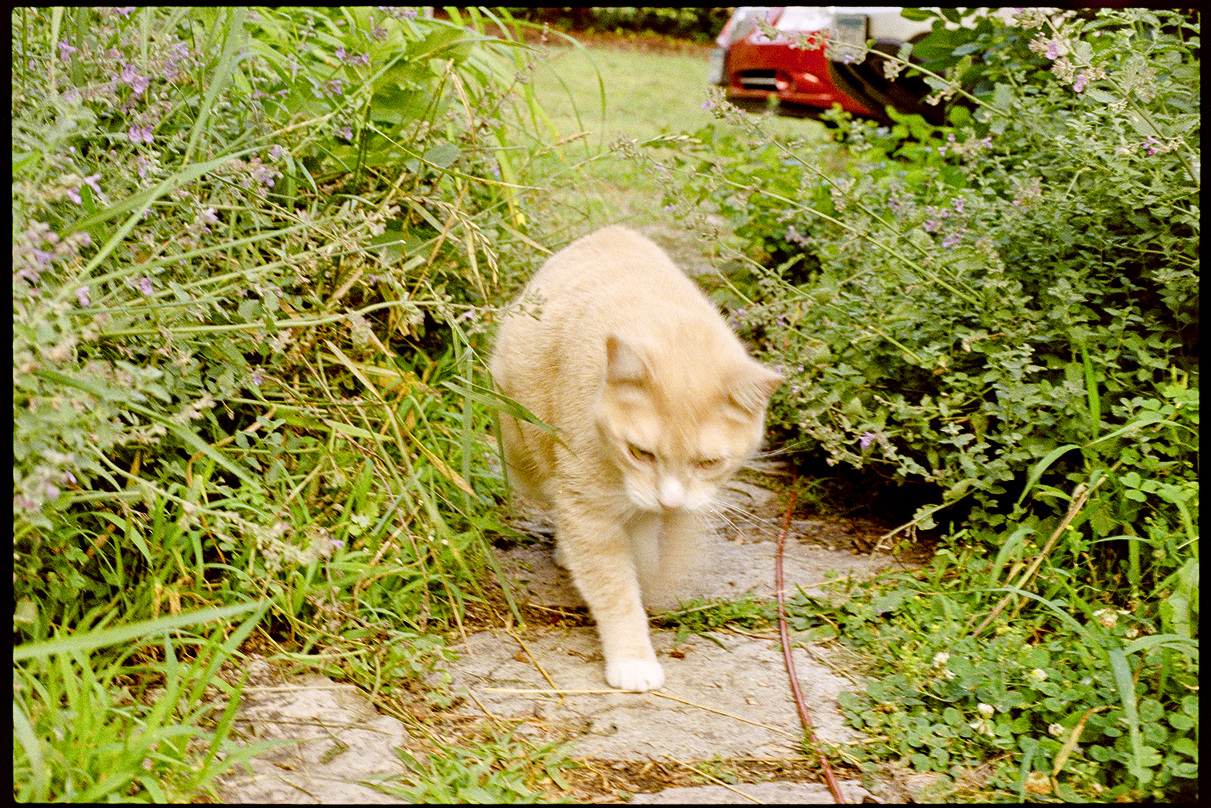 Flannery the cat walking through our backyard