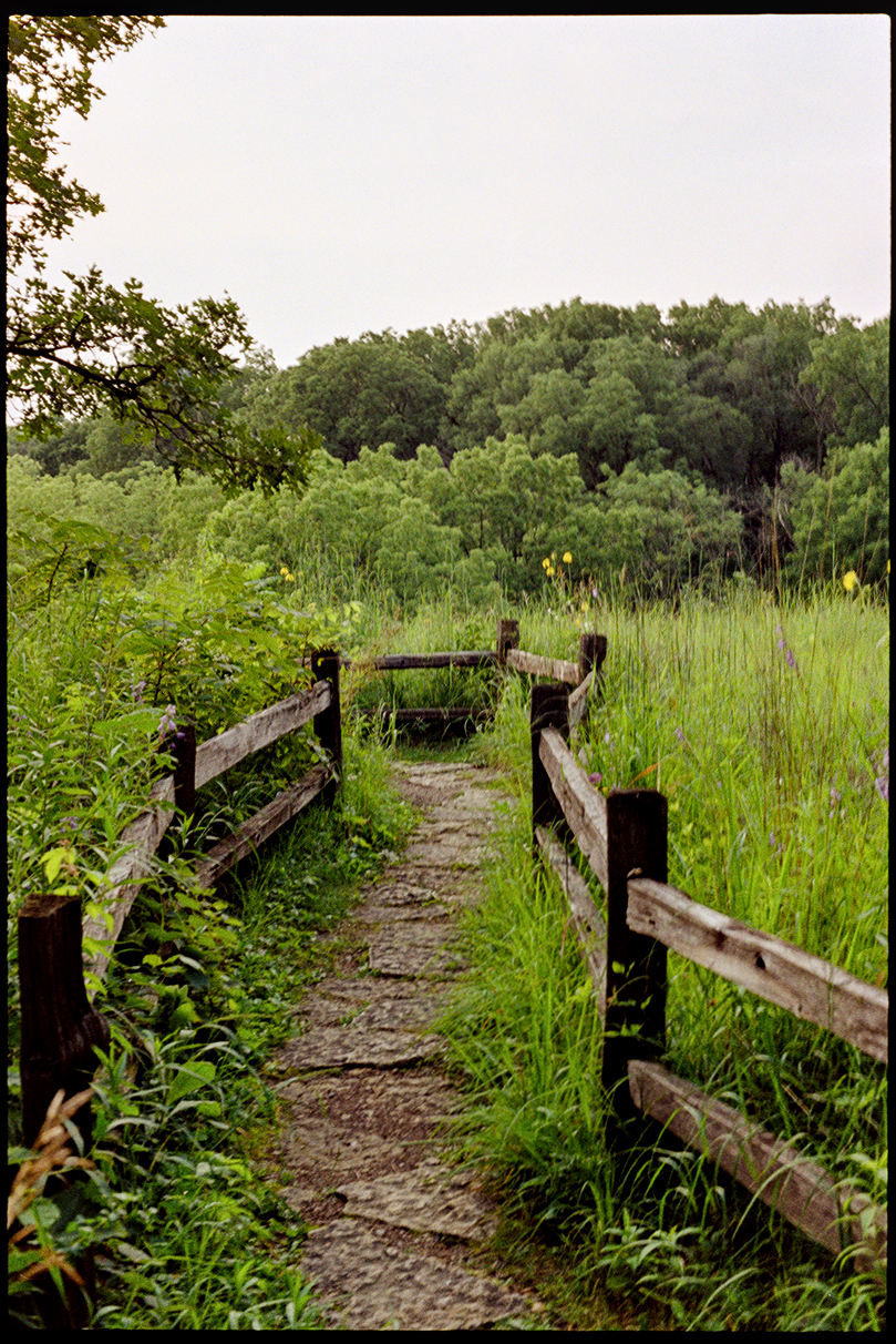 Fenced path going through the arboretum