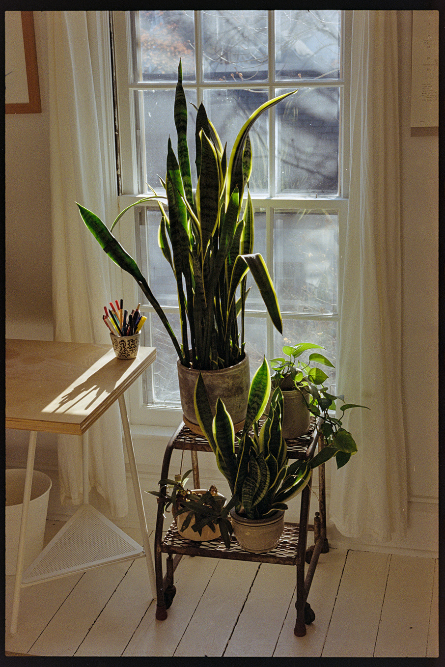 Plants in the window of Kallie's office
