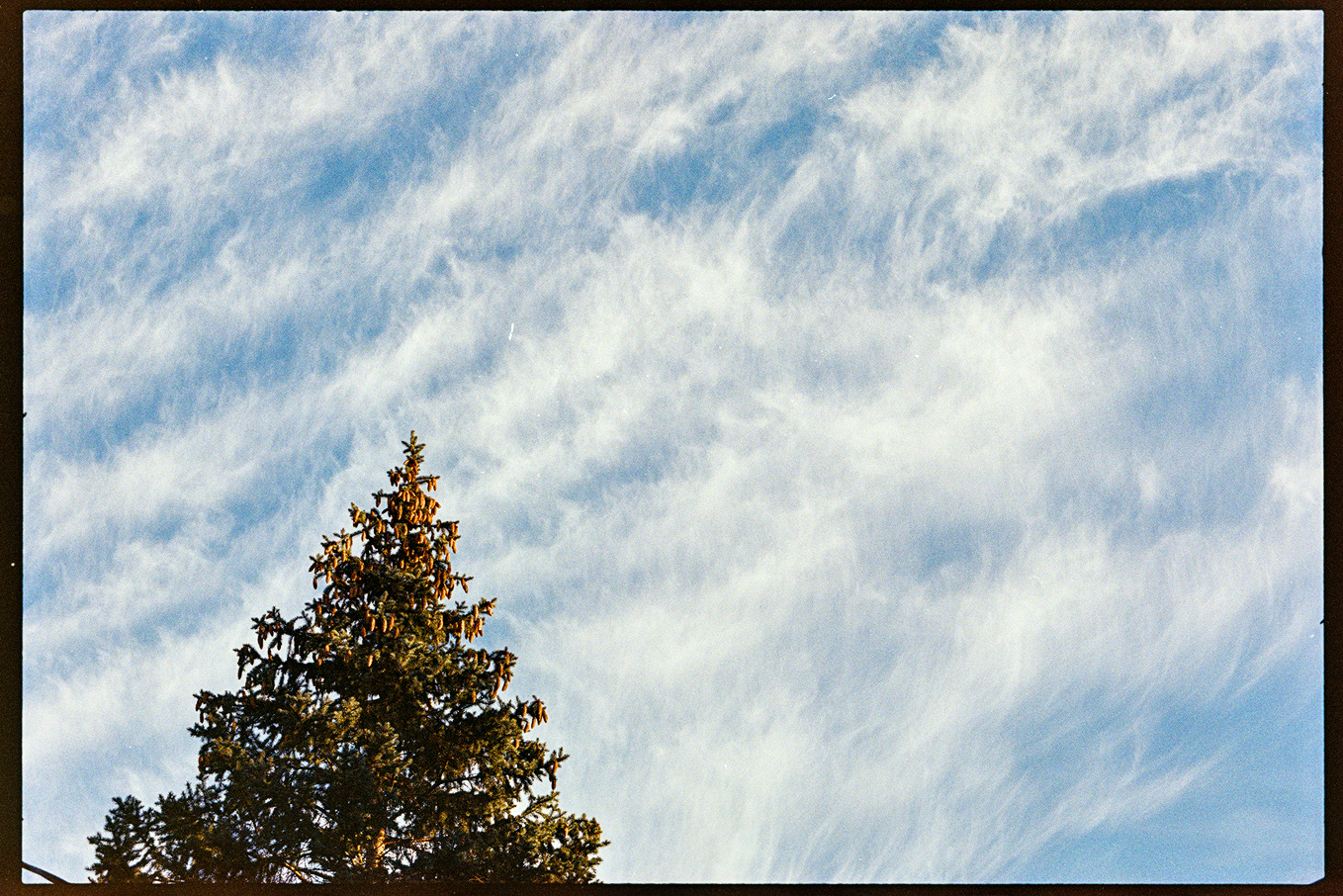 The blue sky with white whispy clouds and a pine tree rising in the bottom left corner