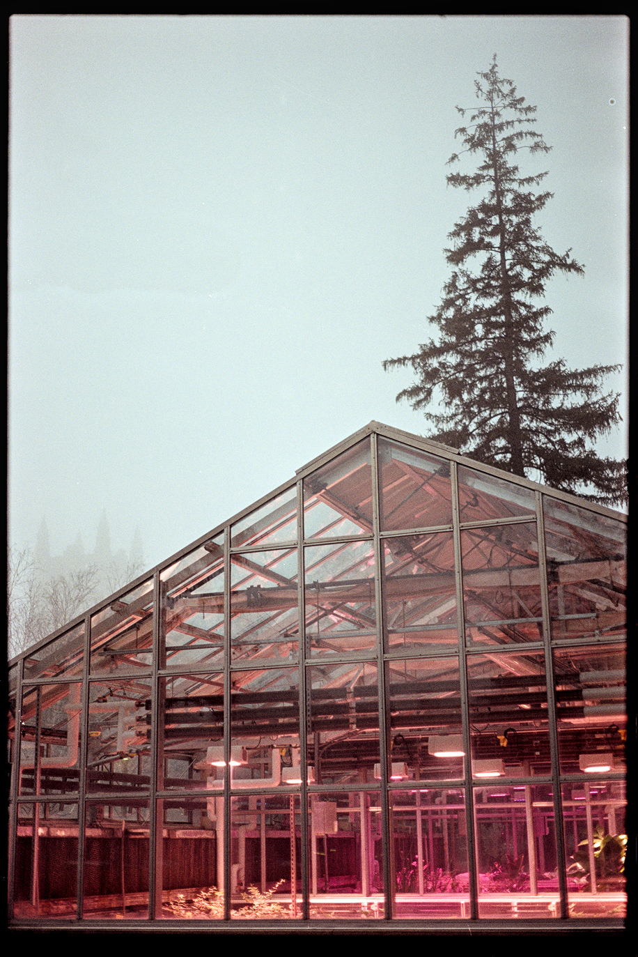 Greenhouse building with glowing pink lights under a foggy sky