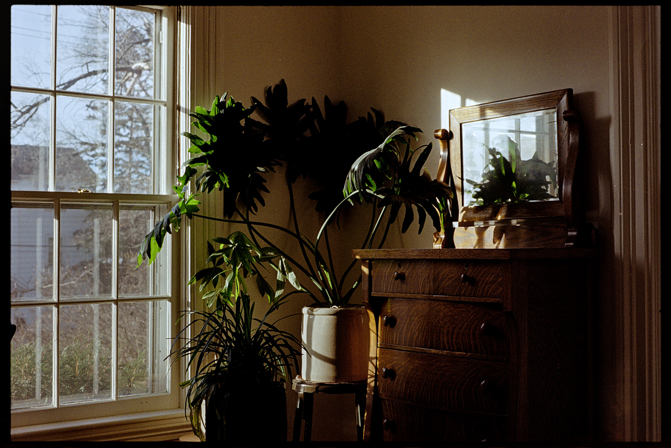 Dresser and green plants with light falling onto them from the window in our house