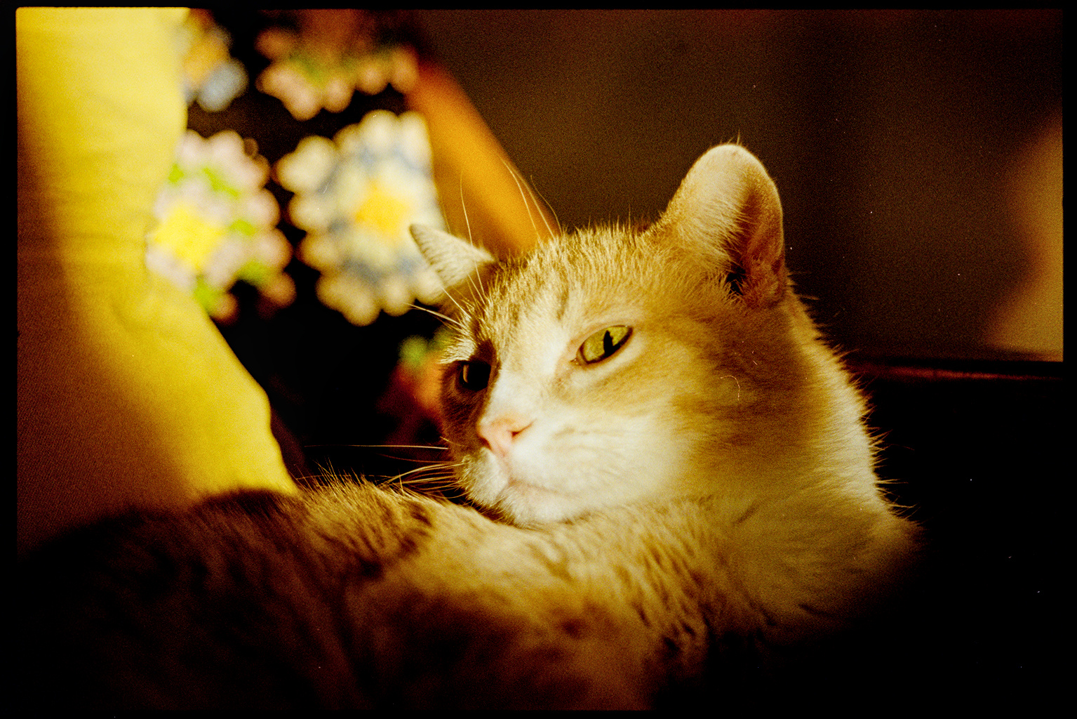 Flannery the orange catt sitting in the golden evening sun