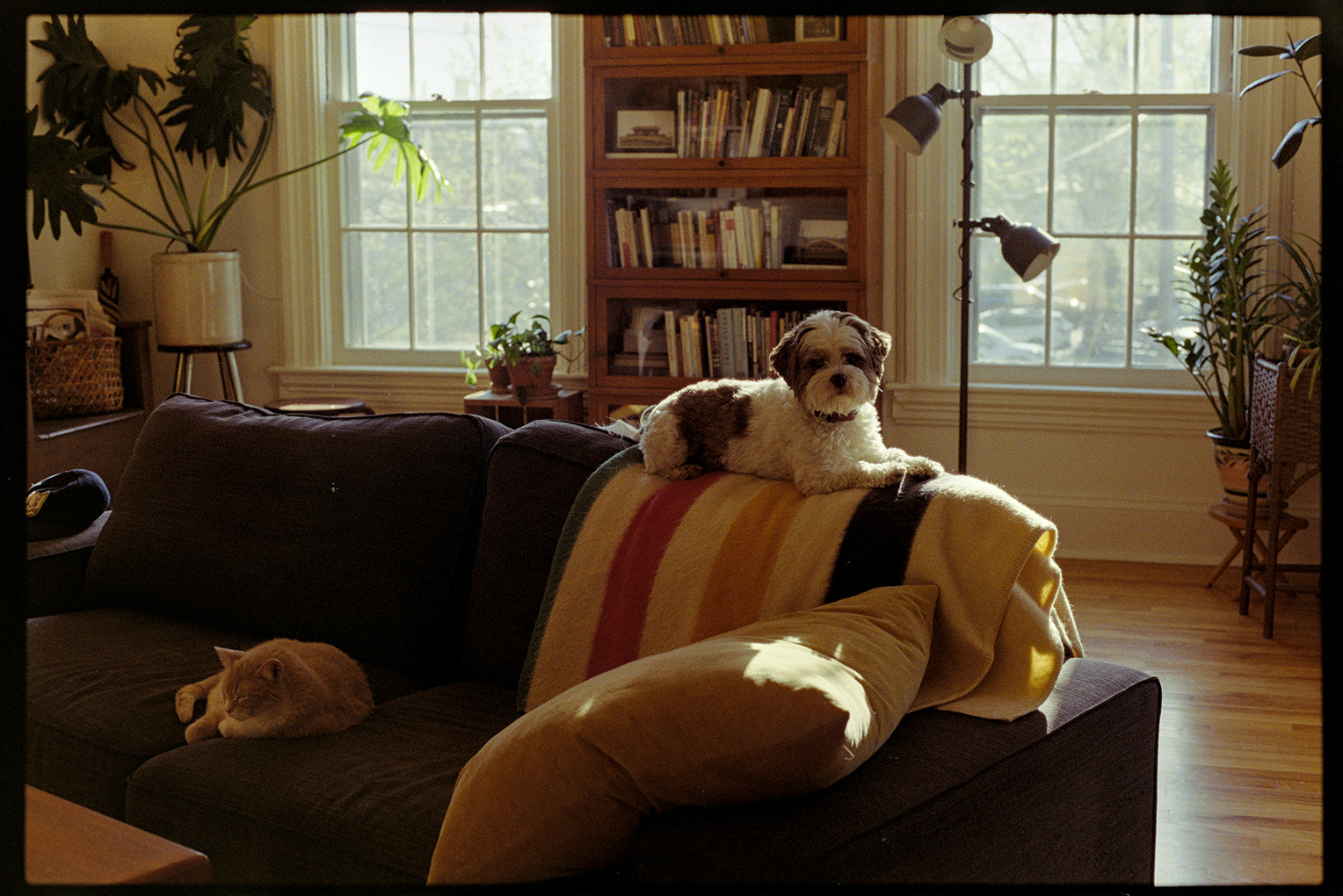 Annie the dog and Flannery the cat on the couch in the afternoon sunlight
