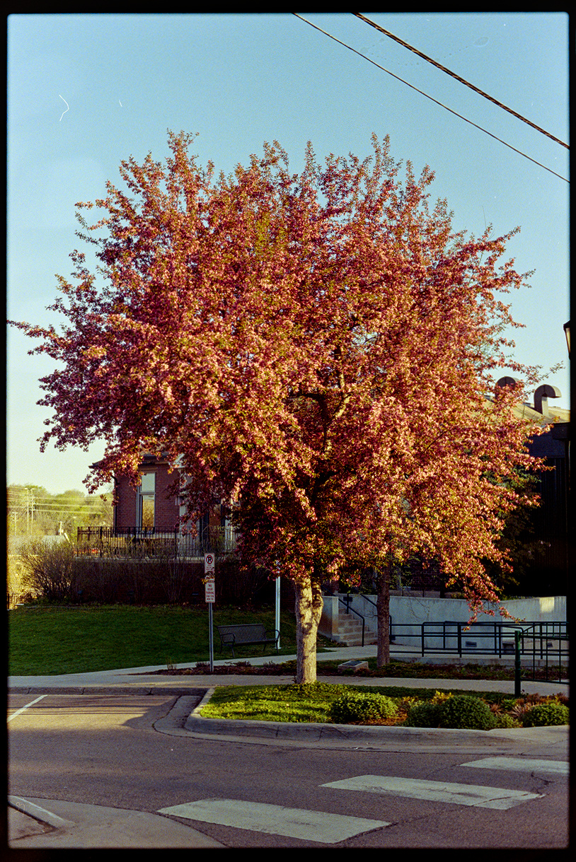 Red-leaved tree in the morning sun in front of the library
