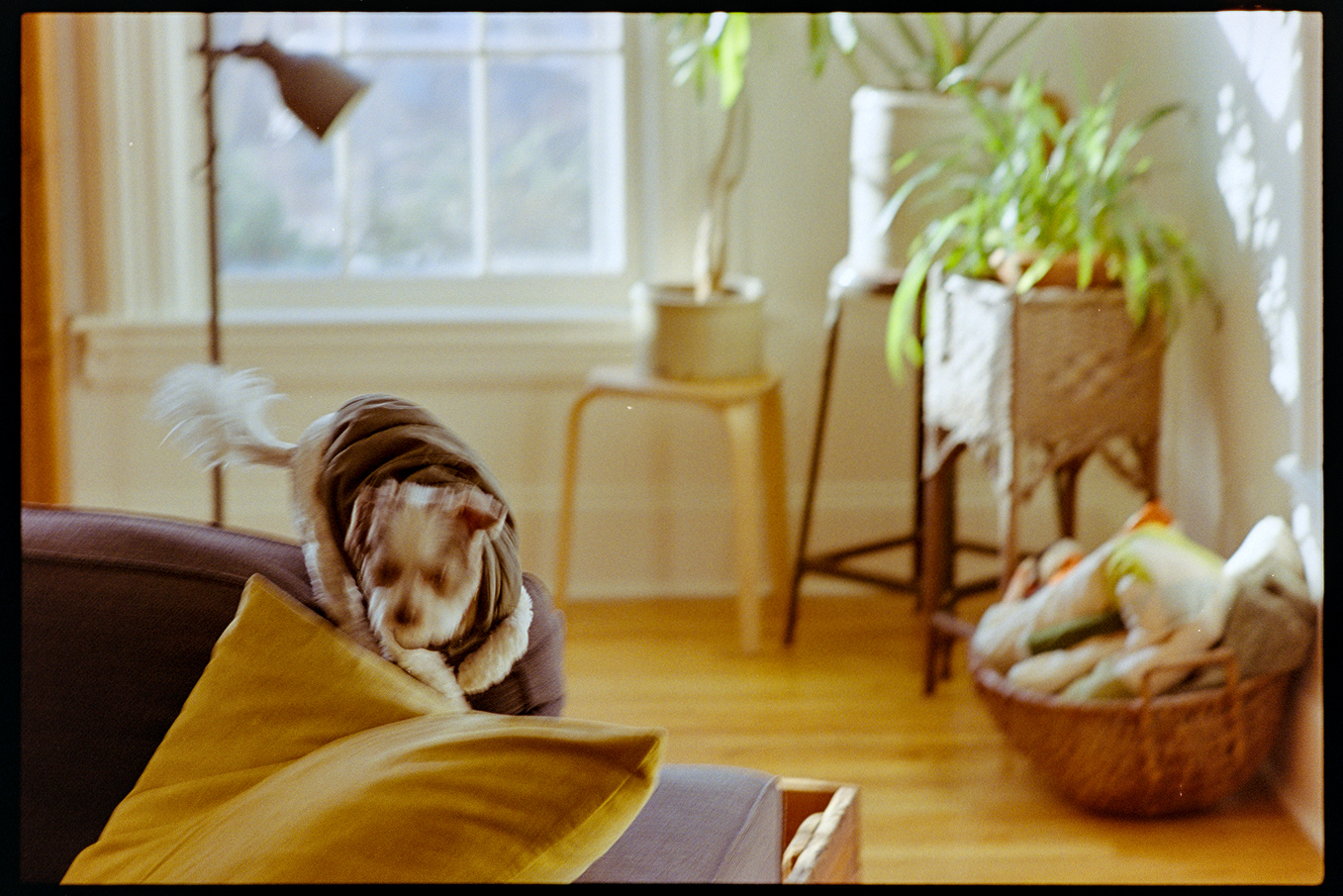 Annie the dog jumping down from the couch in a sunny living room