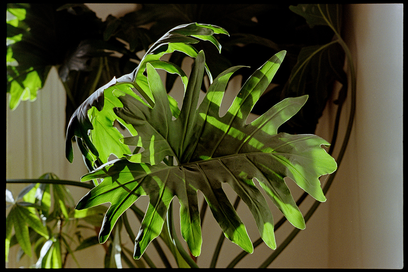 Large green leaves of an indoor plants in the afternoon sun