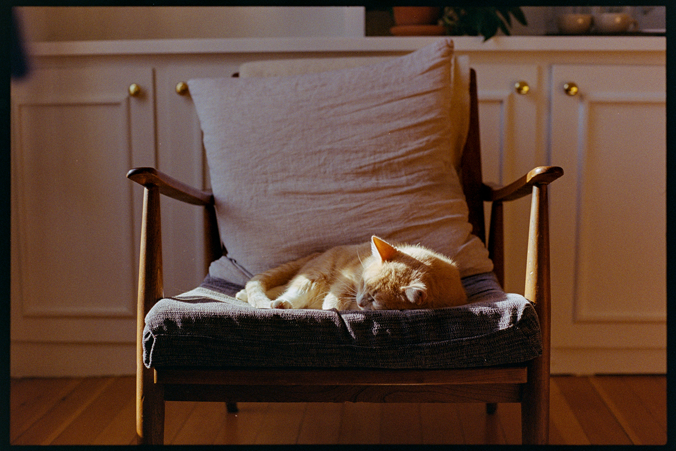 Flannery the orange cat sleeping in a sunbeam on a chair in the bedroom