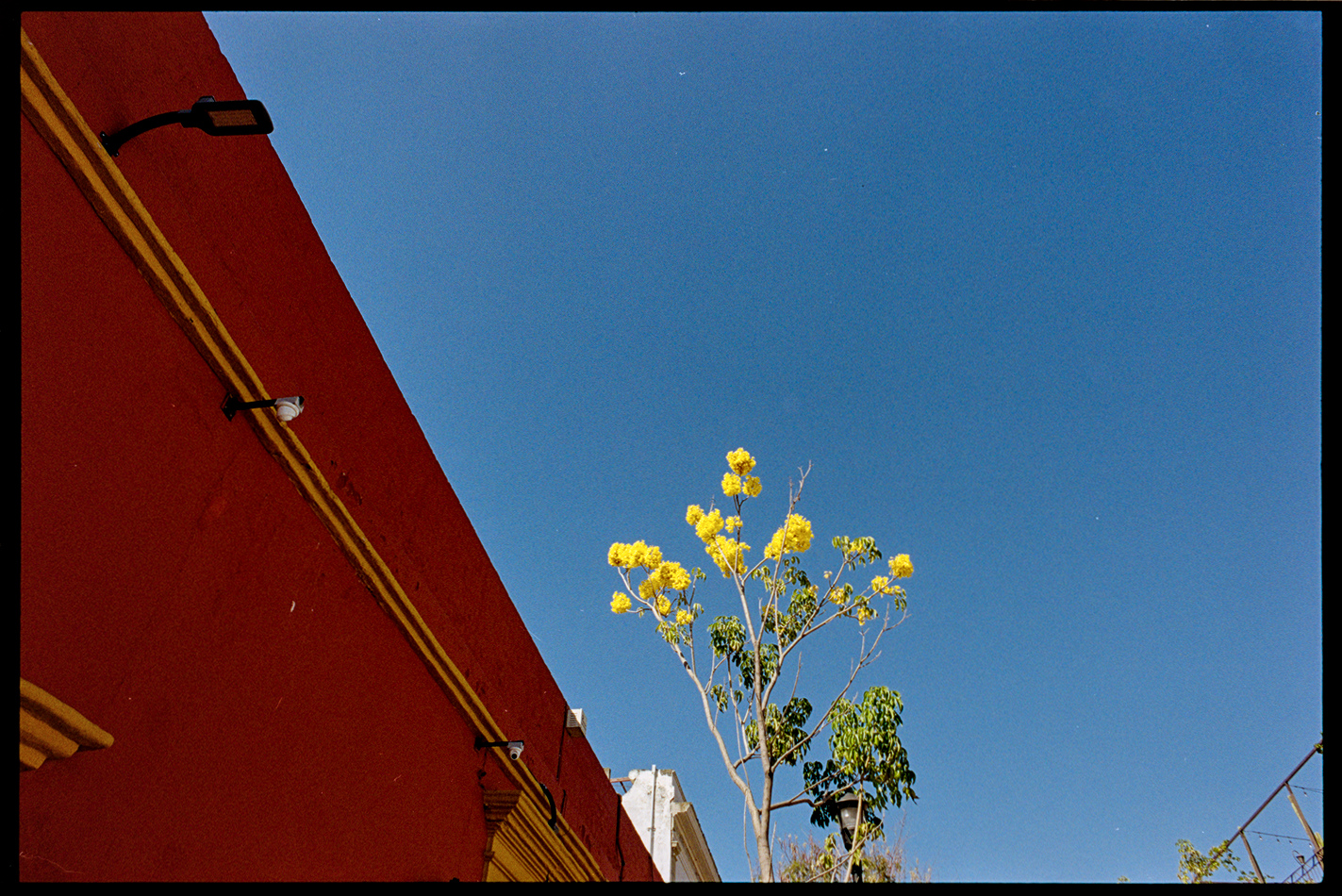 A yellow flowering tree against a blue sky and next to a deep red wall in Oaxaca