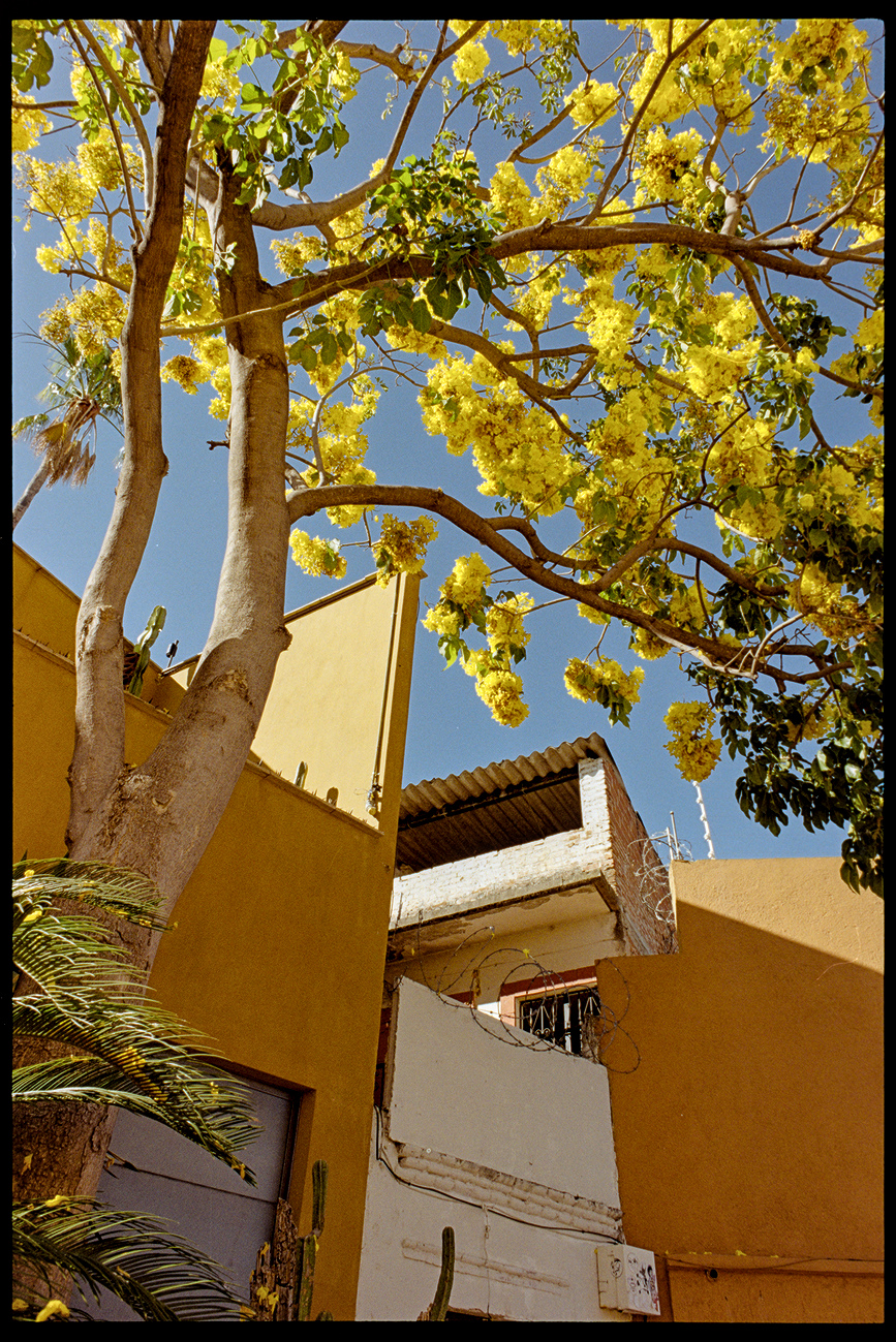 A yellow flowering tree in a courtyard next to an orange building in Oaxaca