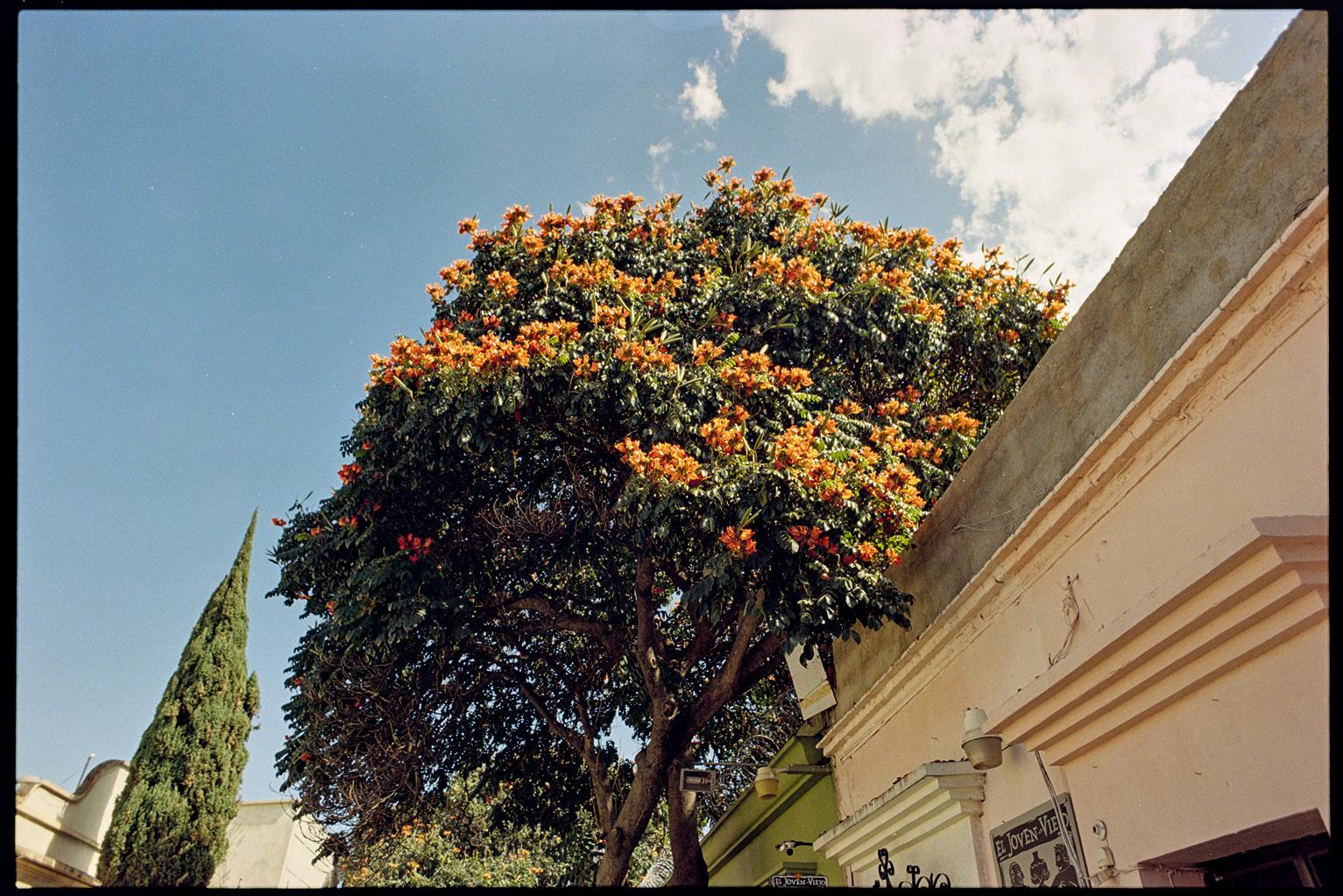 Tree with bright orange blossoms in front of building in Oaxaca City