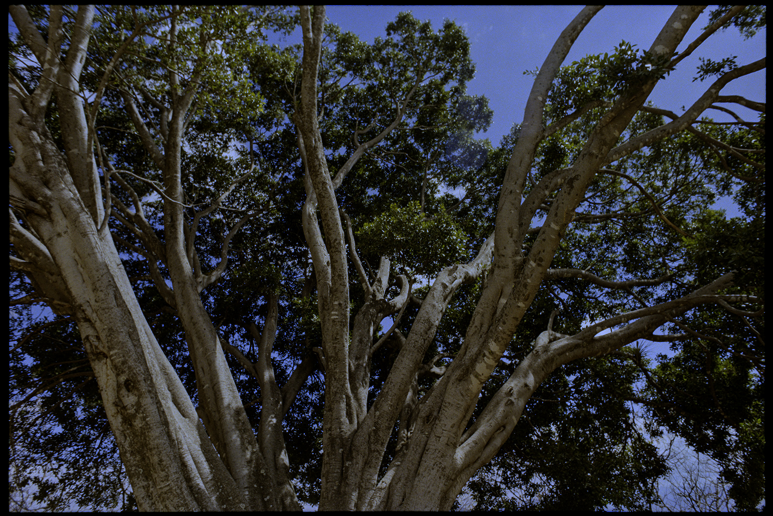 Large tree at Monte Alban in Oaxaca City
