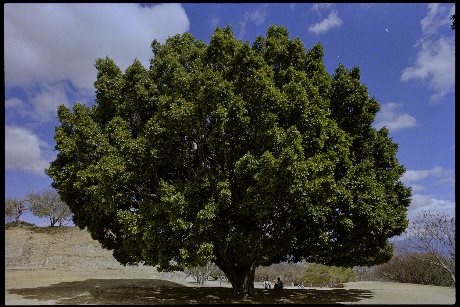 Large tree at Monte Alban in Oaxaca City