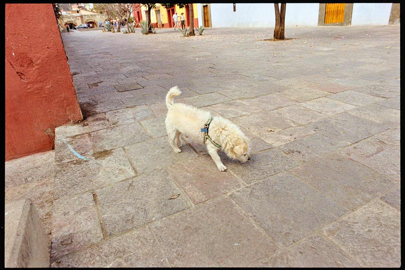 A small cream-colored dog walking down a street in Oaxaca City