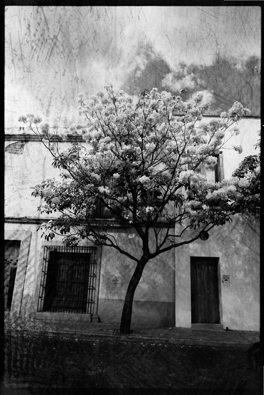 Tree with bright white blooming flowers in front of building in Oaxaca City