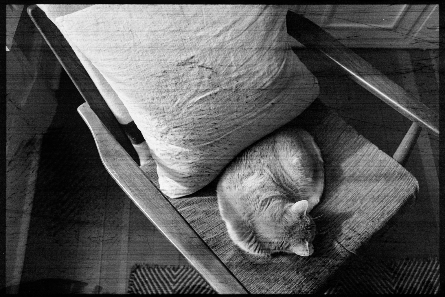 Flannery the cat sleeping on an armchair