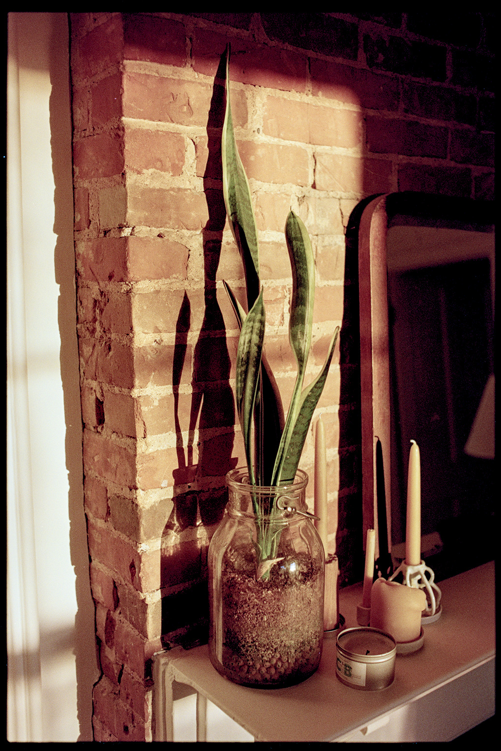 Snake plants on the mantle above the fireplace in golden evening sun