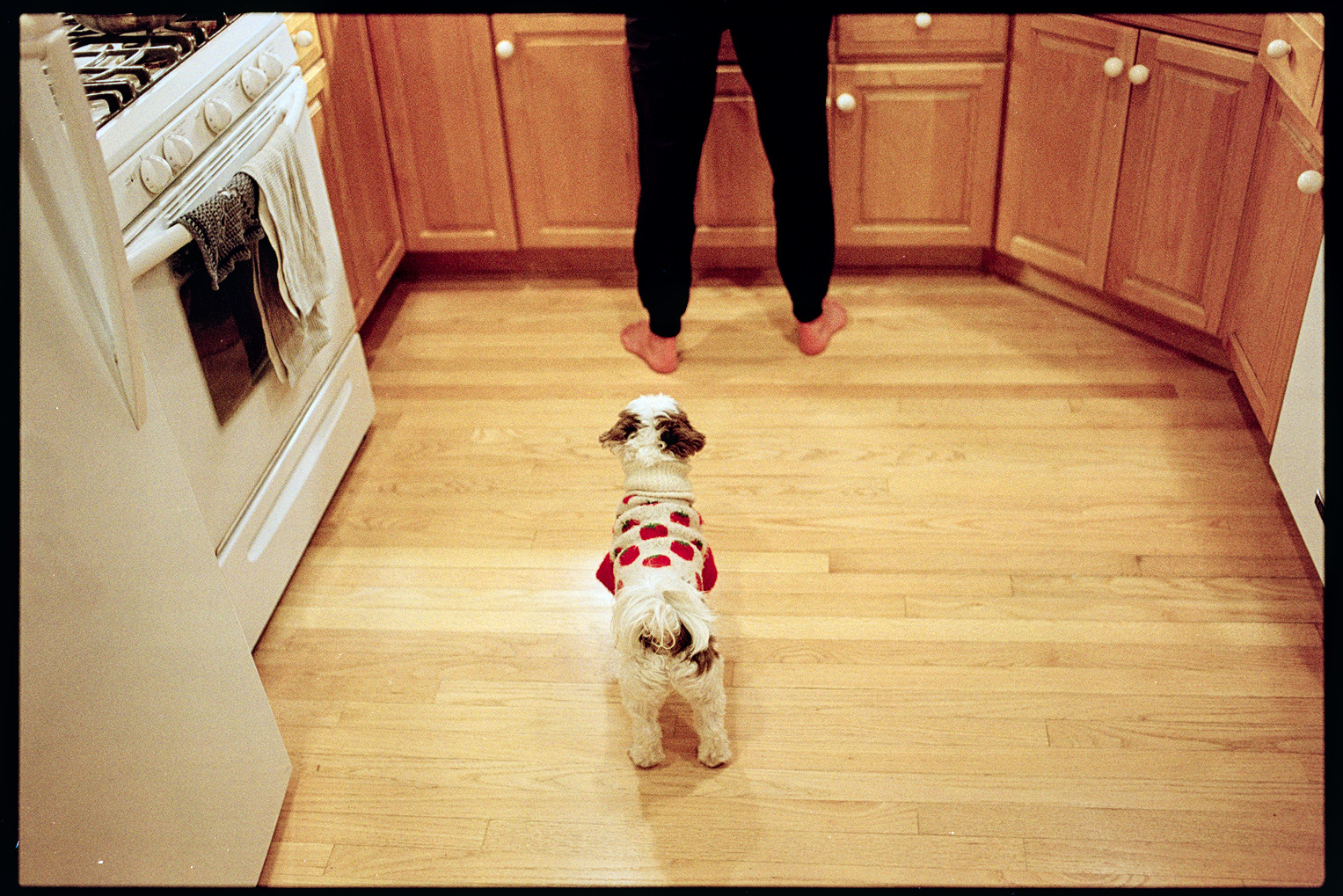 Annie the dog in a sweater looking up at Kallie in the kitchen hoping for a scrap of food
