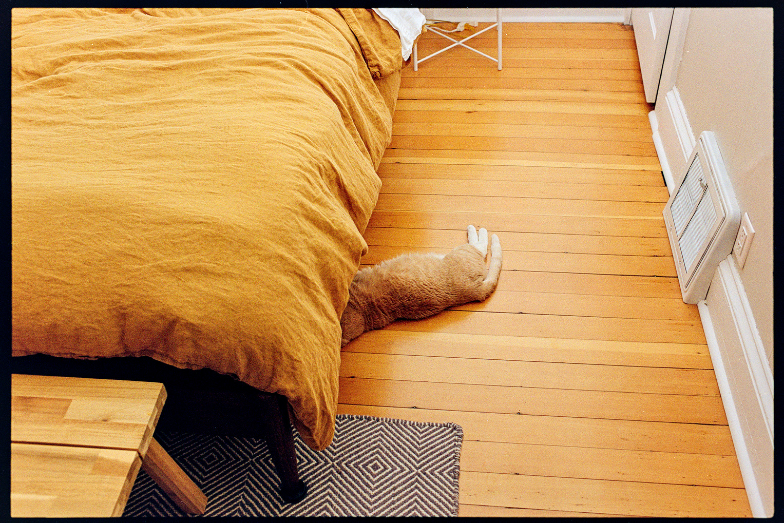 Flannery the cat half obscured under a bed
