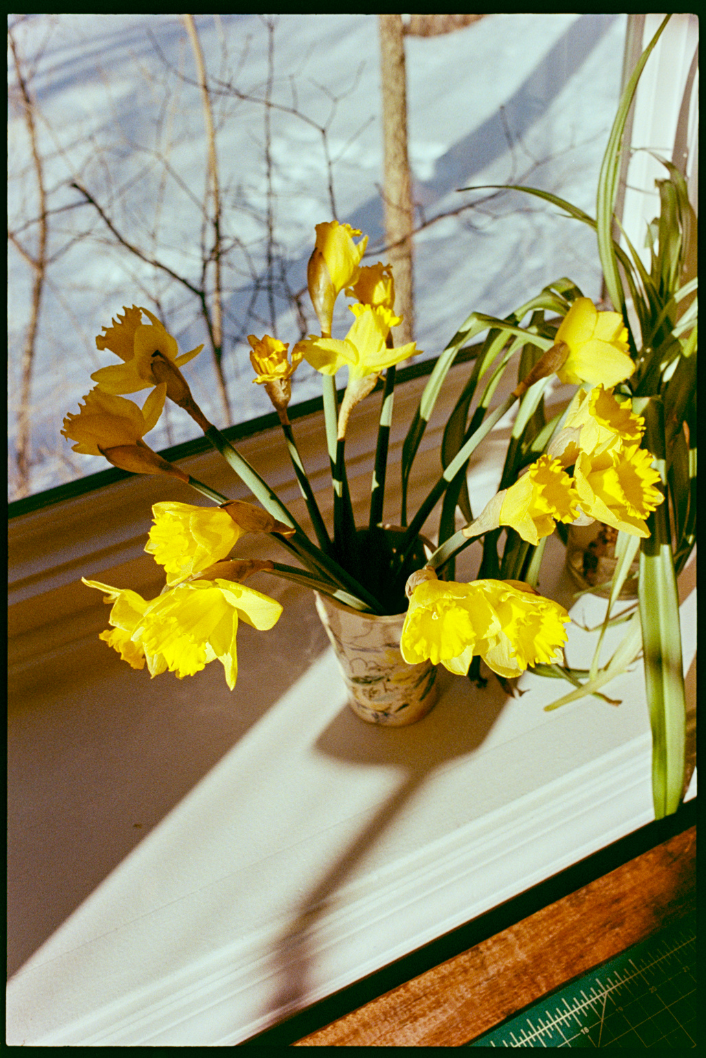 A pot of yellow flowers on the ledge of a window with a snowy landscape in the background