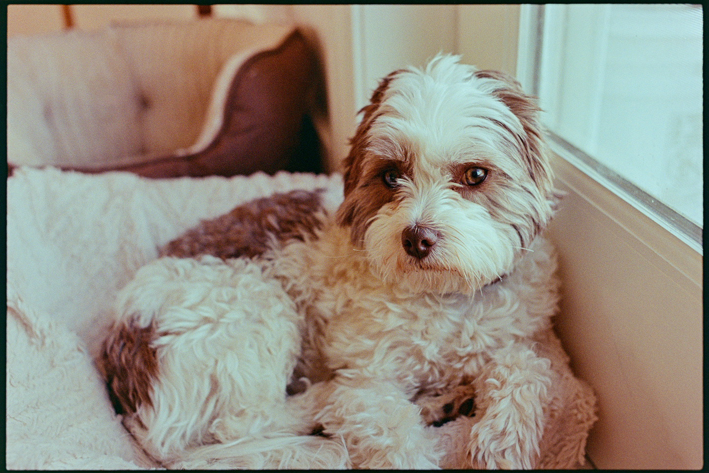 Annnie the dog's face