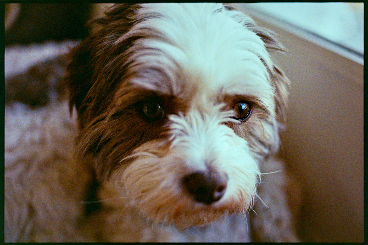 Close up on Annnie the dog's face