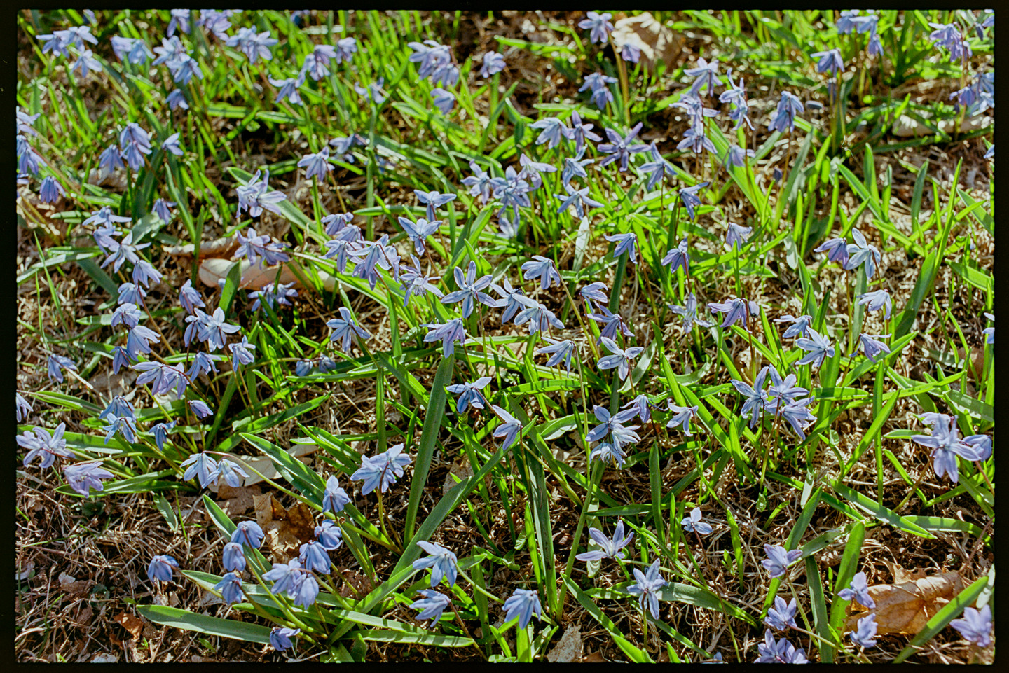Blue and purple flowers growing in green grass