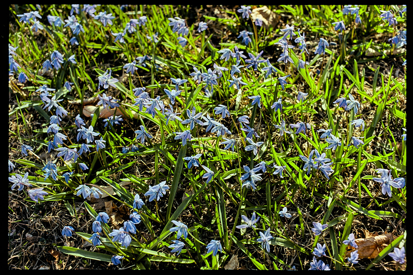 Blue and purple flowers growing in green grass