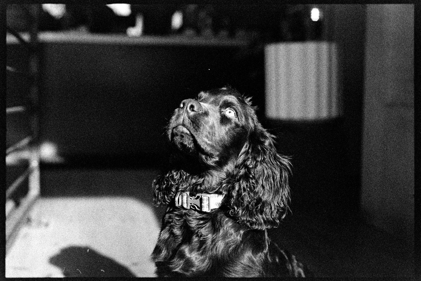 Howdy the Boykin Spaniel in the sun at the coffee shop