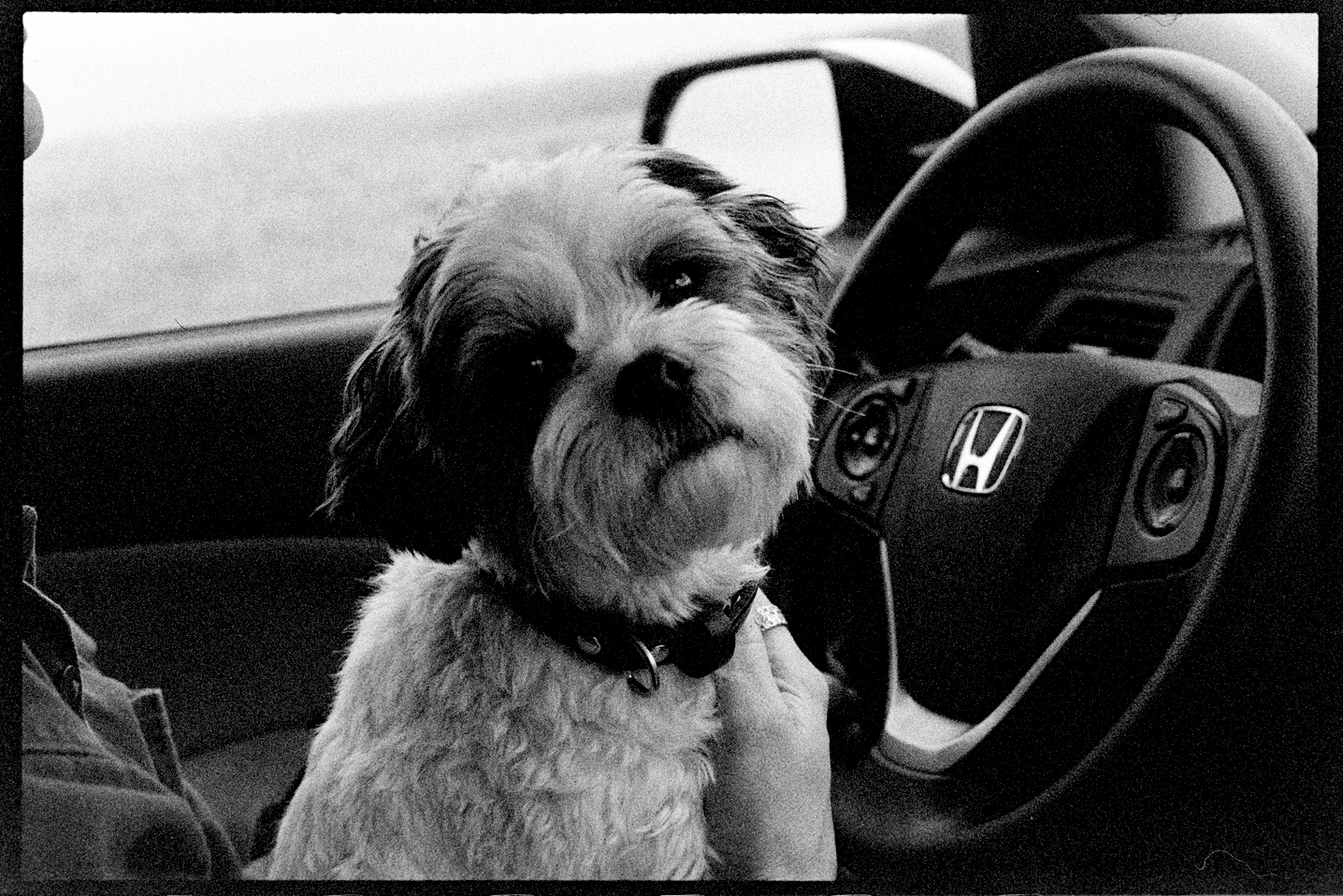 Annie on Kallie's lap in the car