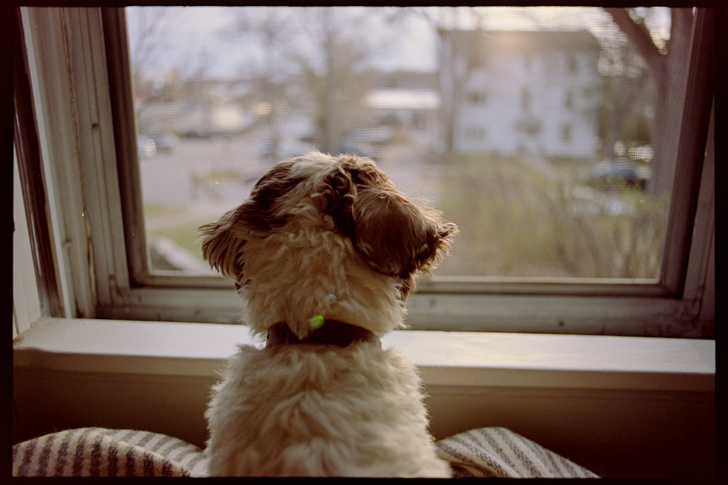 Annie the dog looking out the window of our house to the street