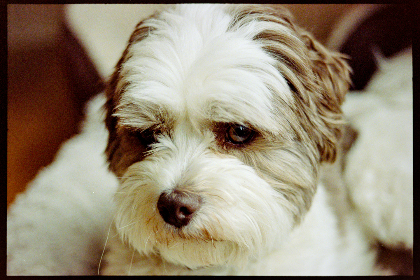Close up shot of Annie the dog