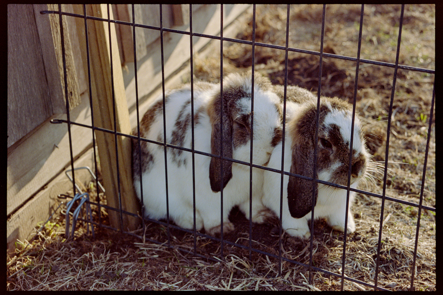 Two rabbits nestled together in an outdoor enclosure at Keepsake Cidery