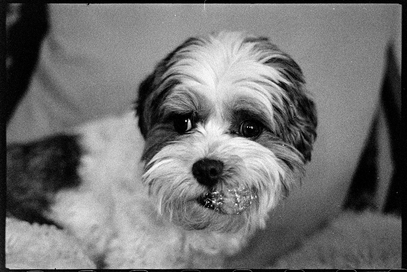 Annie with her favorite golden tinsel ball in her mouth