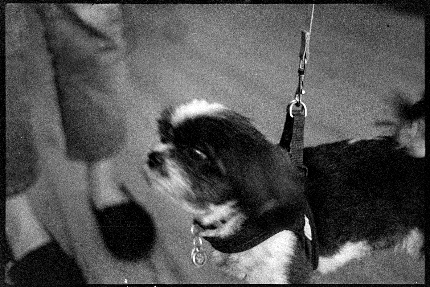 Javi the dog on a leash at the coffee shop