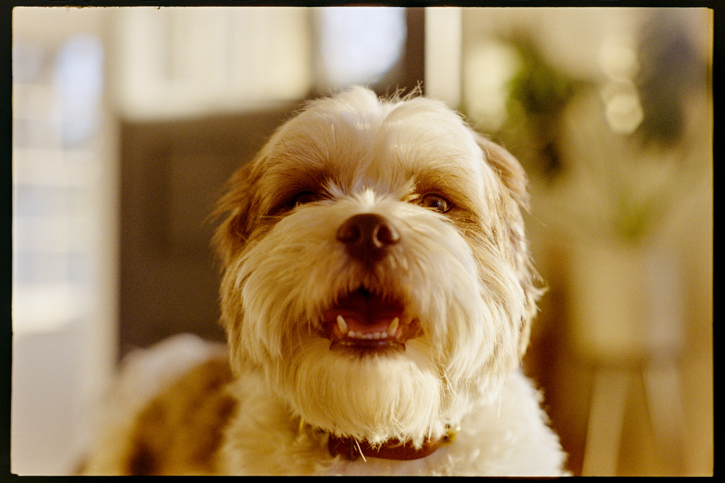 Close up on the smiling face of Annie the dog