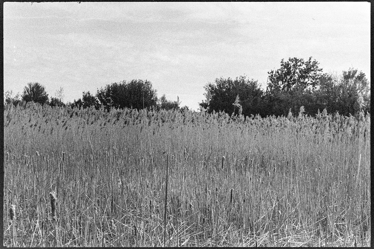 Cattails in a marsh with trees in the background