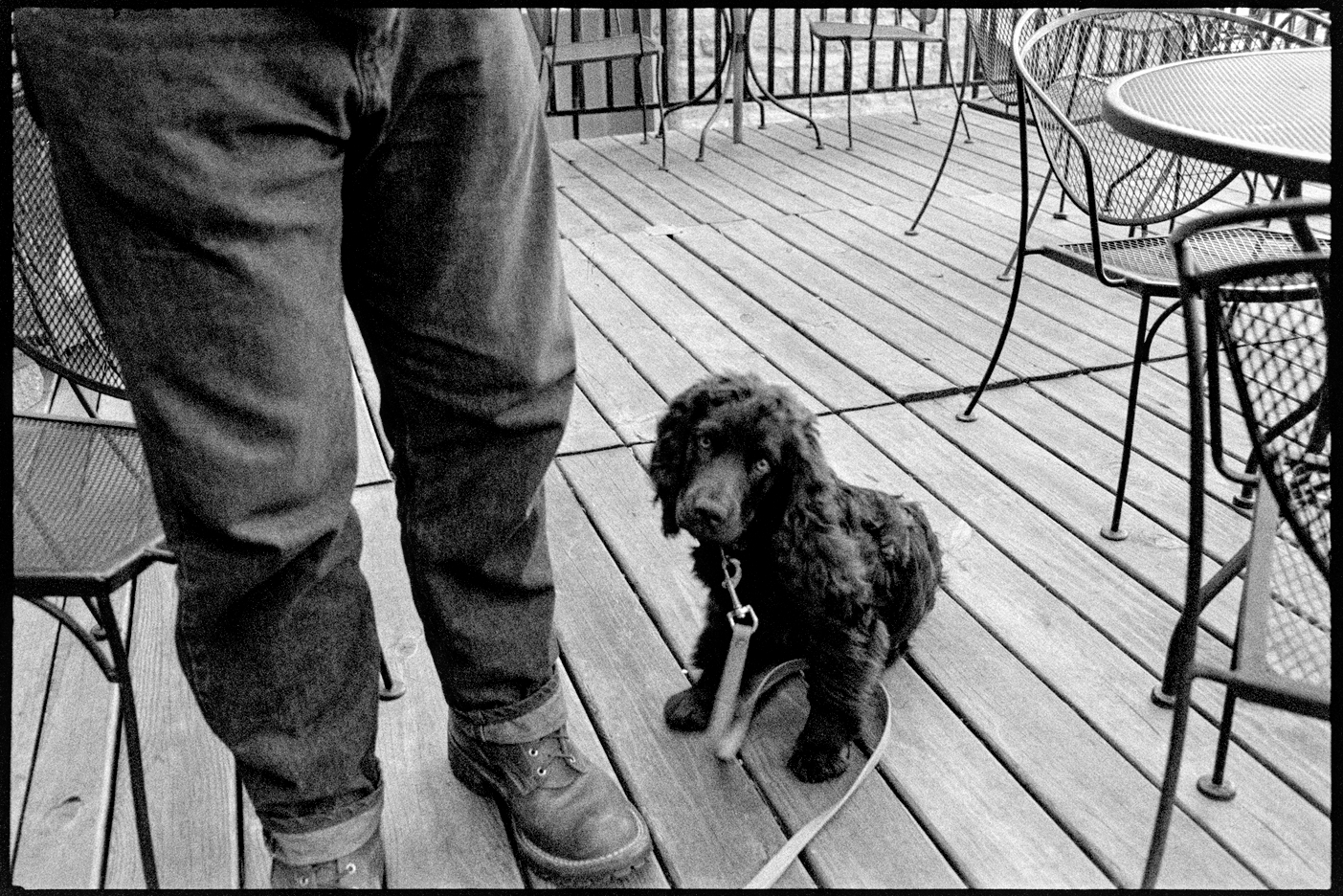 Howdy the brown dog sitting at the feet of his owner Tim