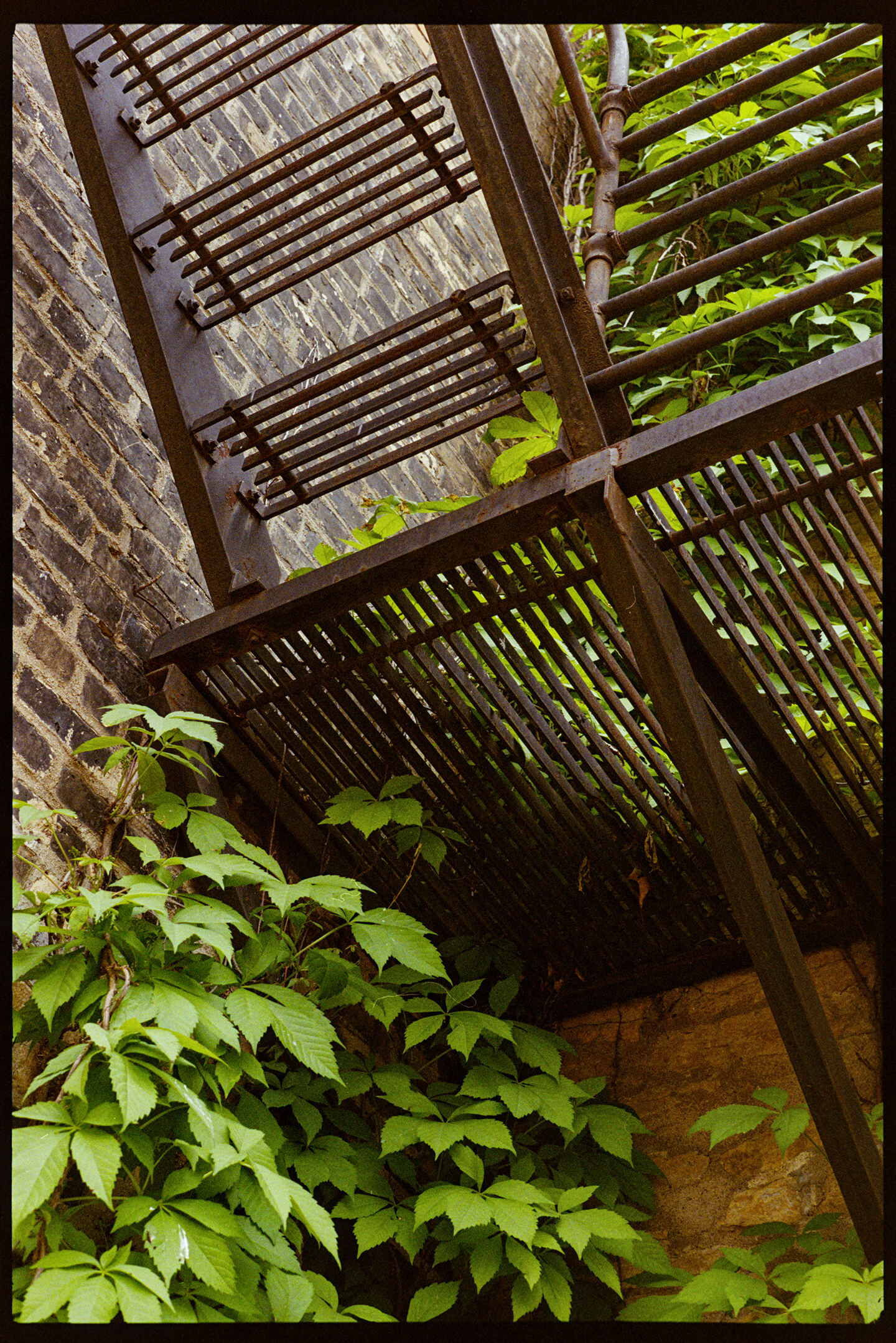 Looking up at the fire escape stairs going down an old brick building with green ivy on the walls