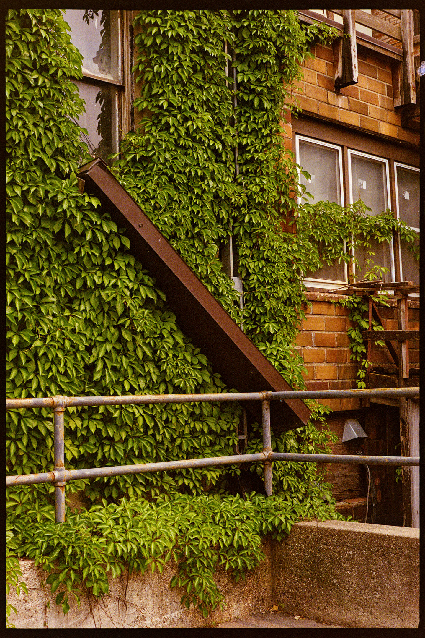 An old brick building behind the post office covered in green ivy
