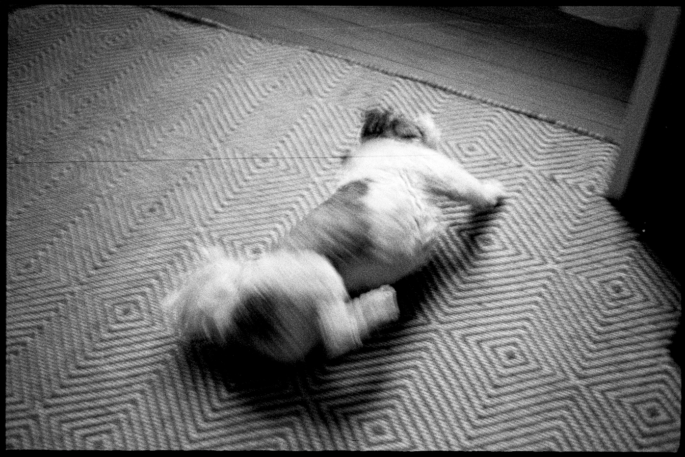 Annie roll on a rug