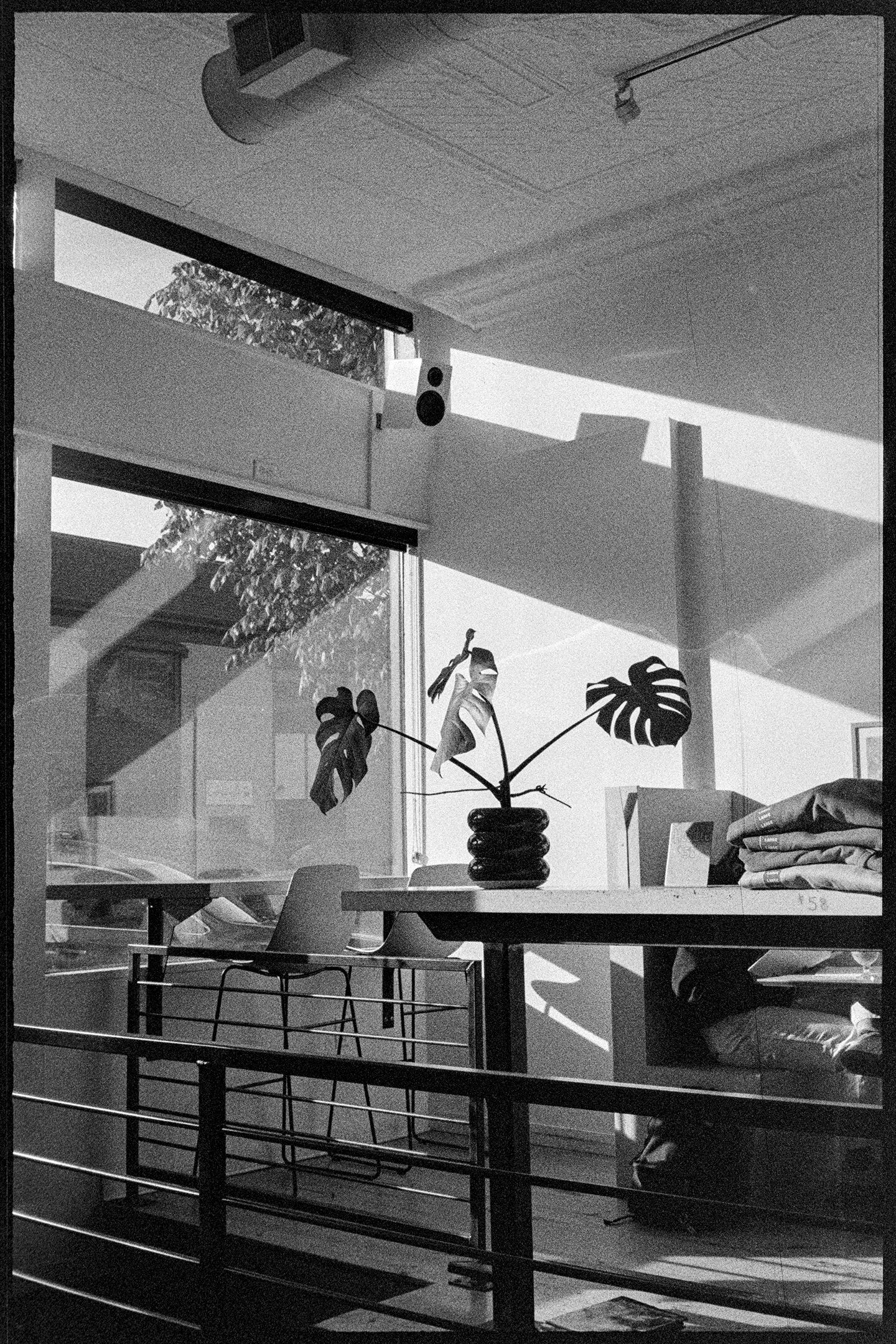 Plant in the sun at Little Joy coffee shop