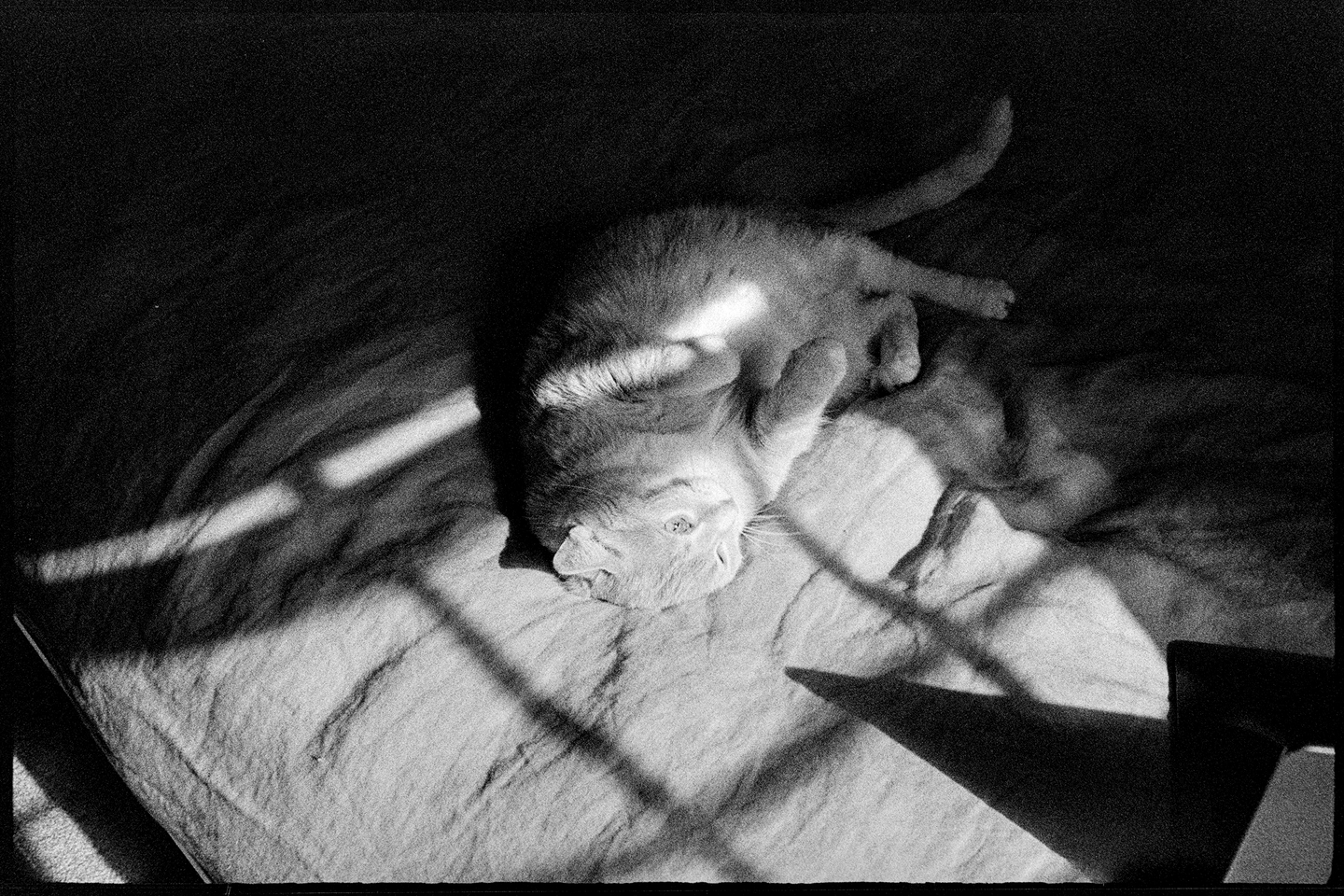Flannery the cat with her belly up on the bed in the afternoon sunlight