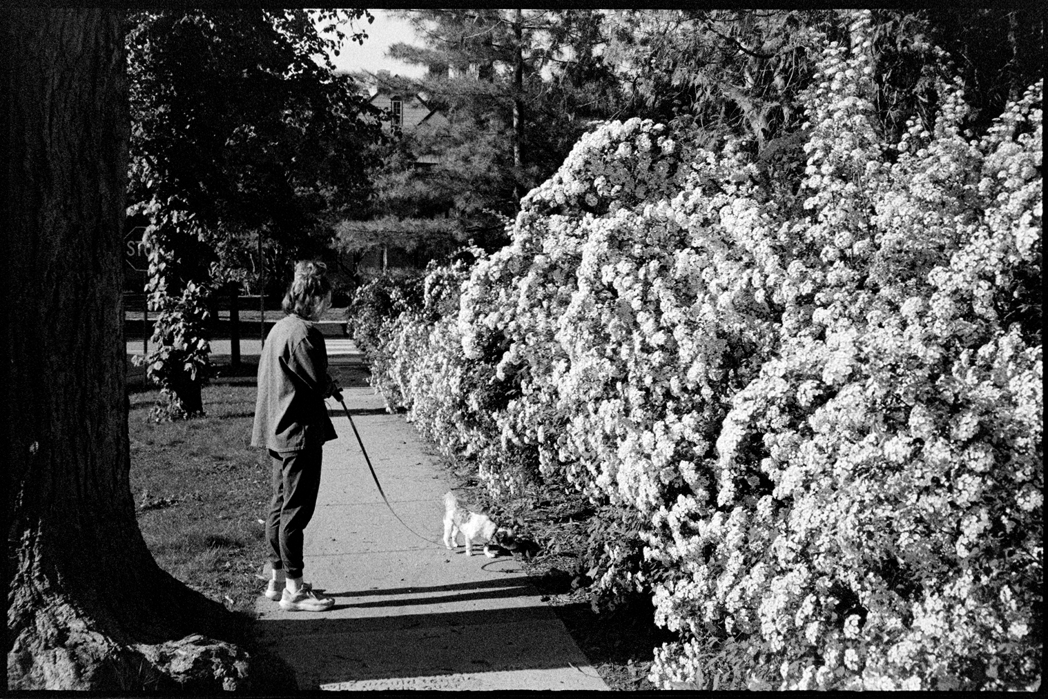 Kallie walking Annie next to a block of blooming bushes