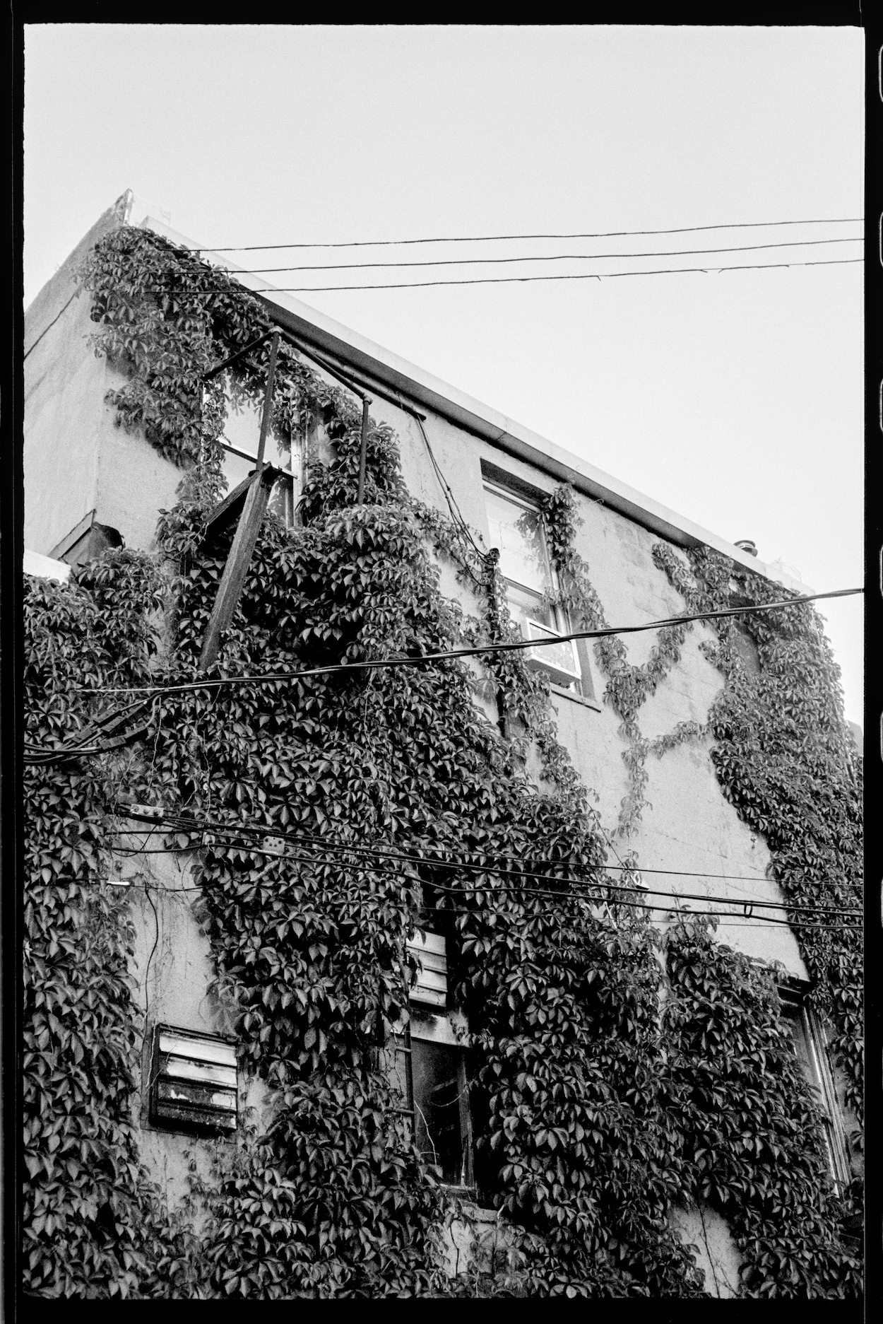 Olb brick apartment building with ivy growing on the side