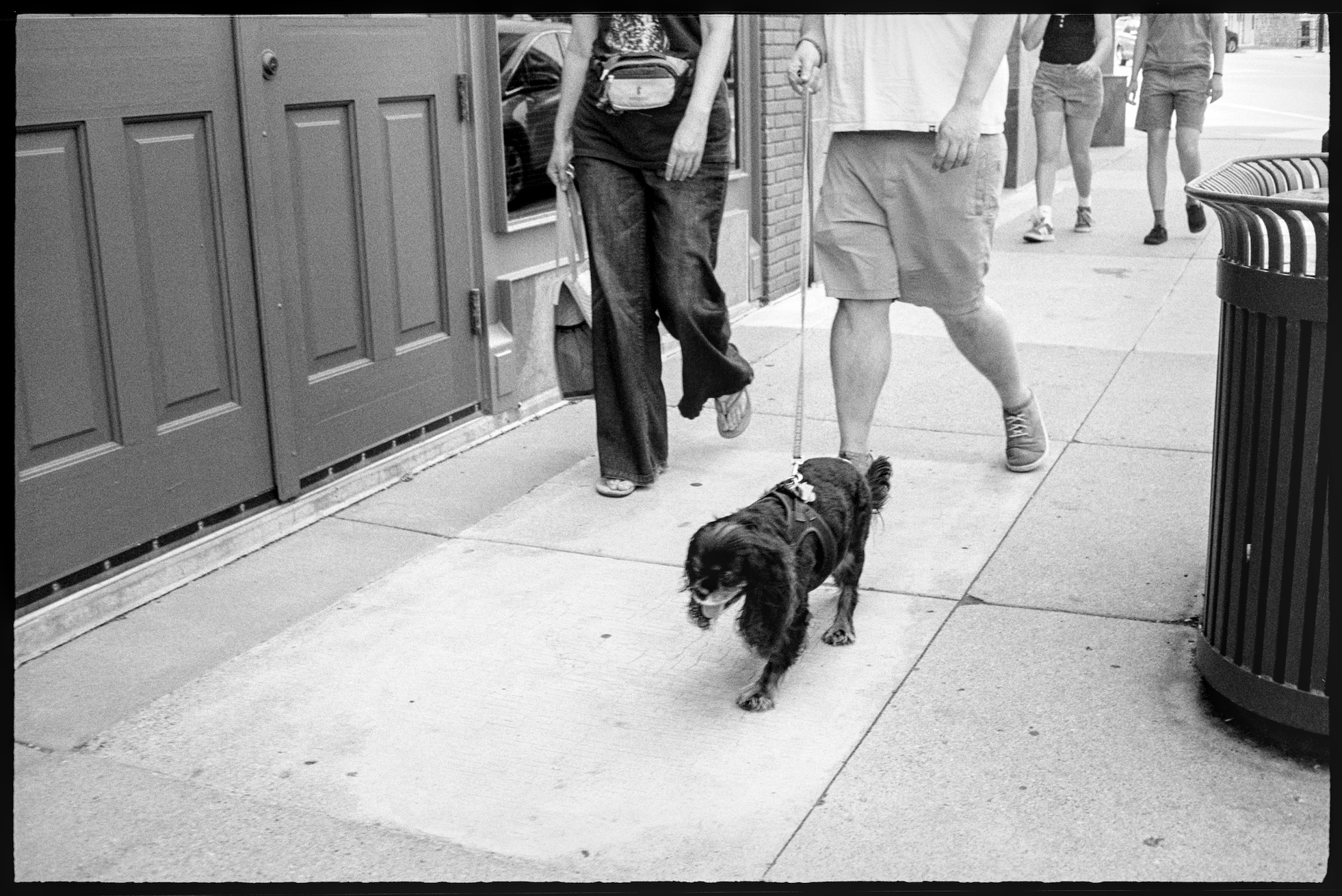 Street photo of couple walking with a small dog on a leash