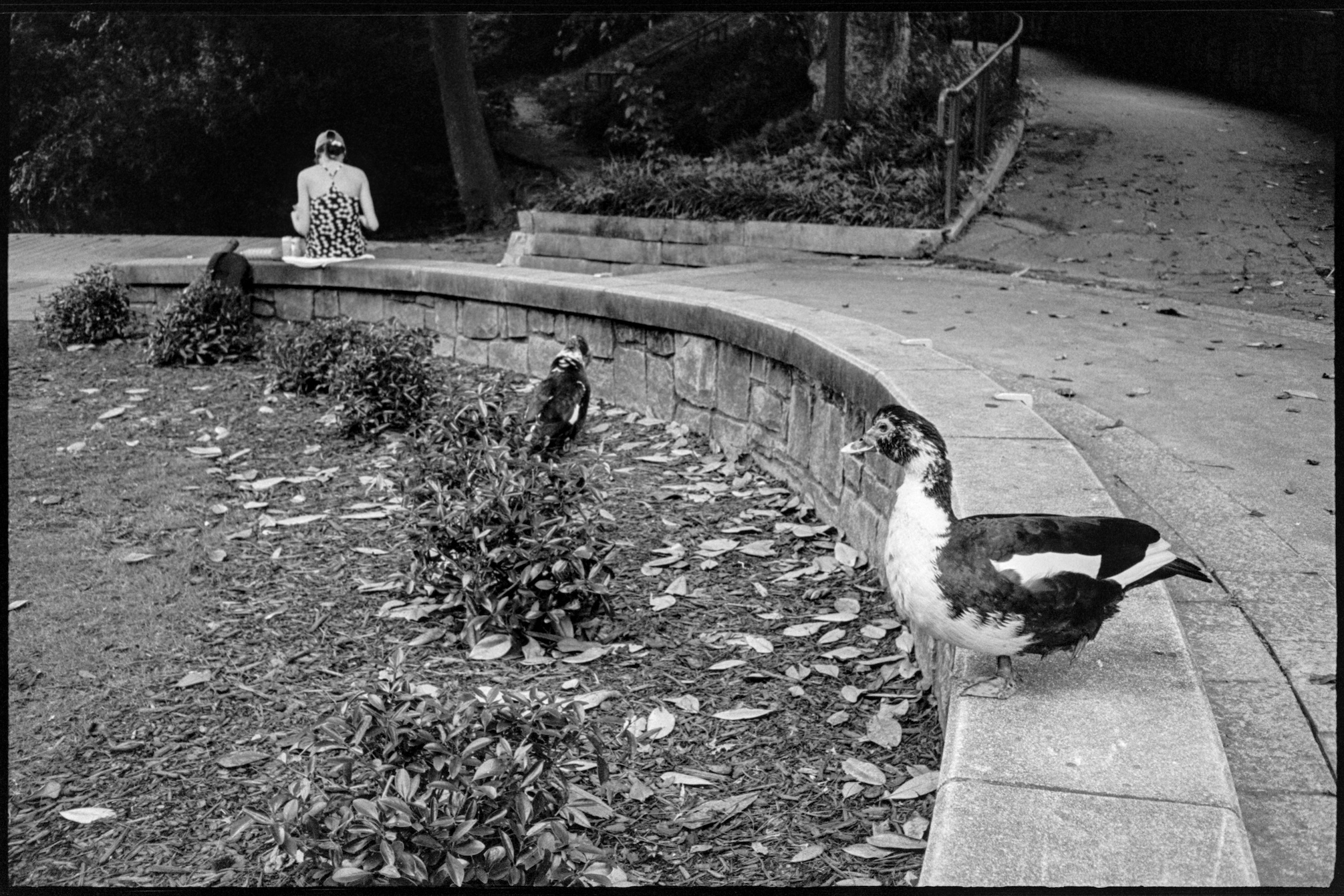 Dark getting close at a park in Atlanta
